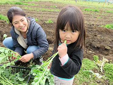 野良坊菜丸かじり