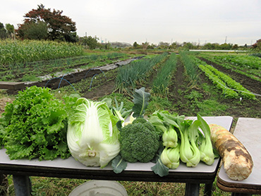 秋野菜集合