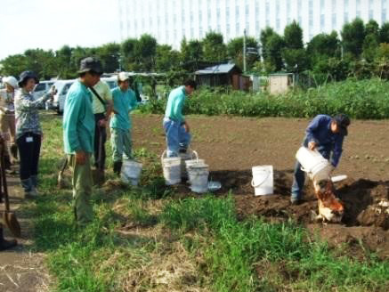 発酵生ごみを畑に埋めると3週間ですべて土に